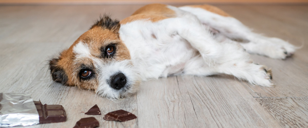 Chocolade giftig voor honden - Dierenkliniek Coppelmans