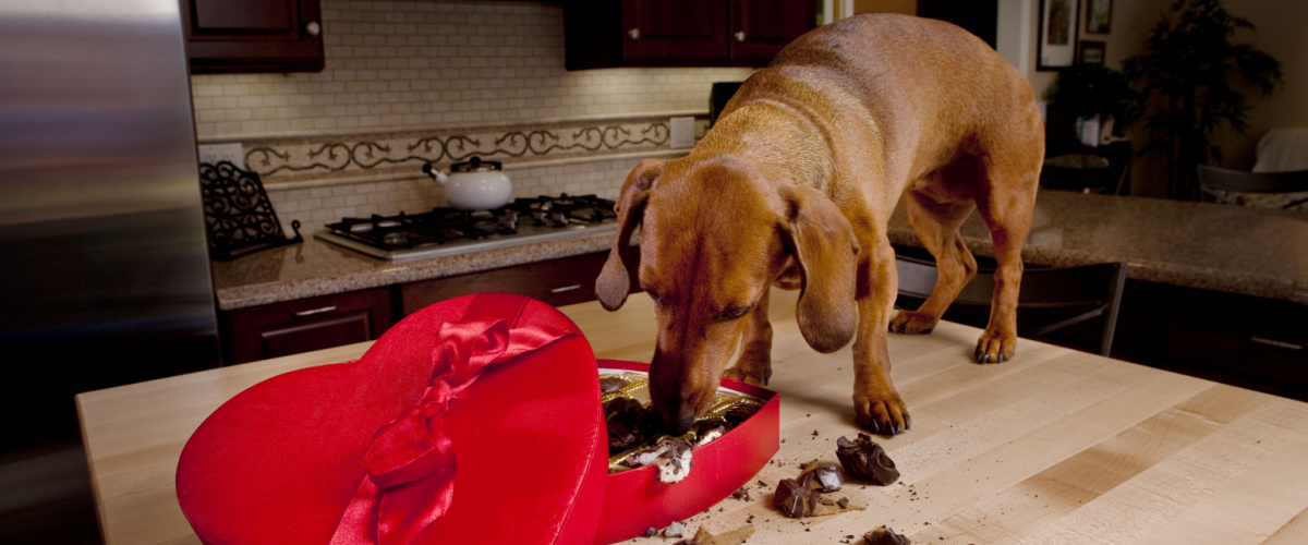 Chocolade giftig voor honden - Dierenkliniek Coppelmans