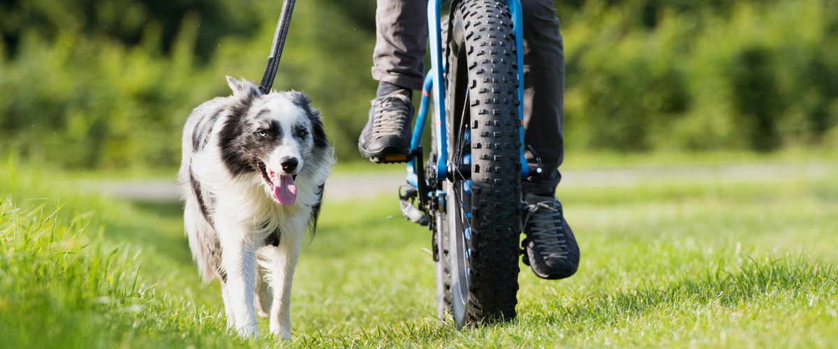 Fietsen met uw hond - Dierenkliniek Coppelmans