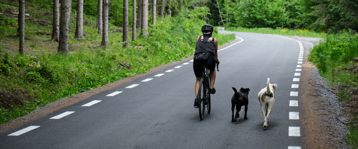 Fietsen met uw hond - Dierenkliniek Coppelmans