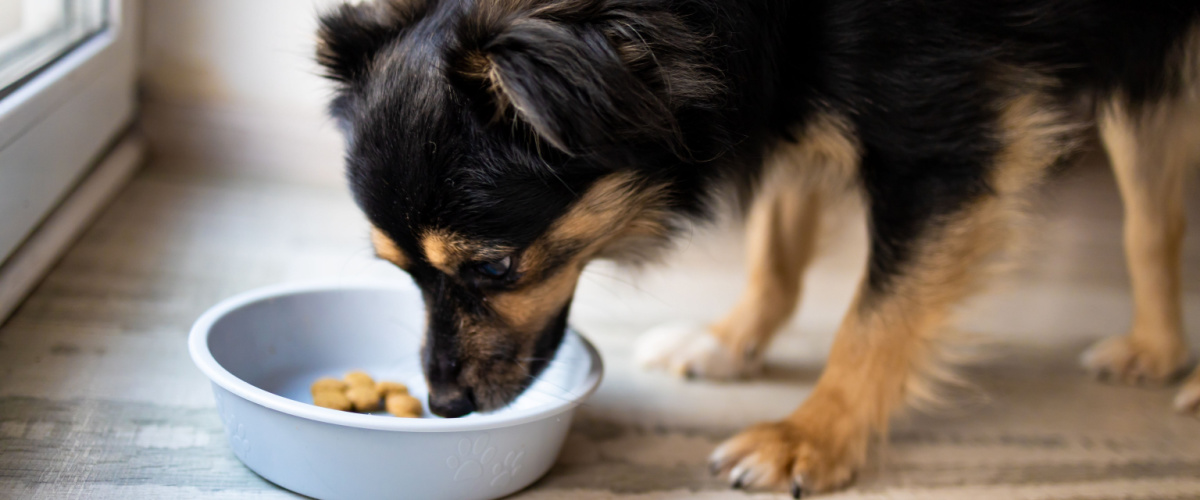 Hond eet niet - Dierenkliniek Coppelmans