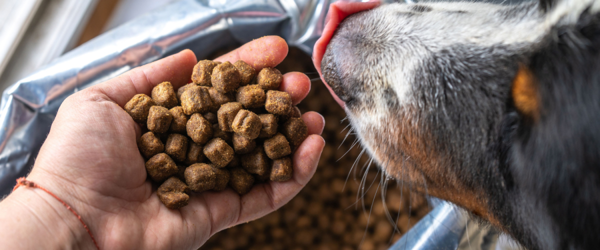 Hond eet niet - Dierenkliniek Coppelmans