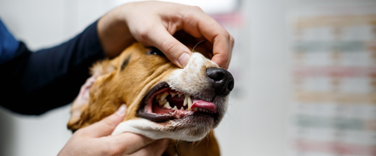 Hond gebitsproblemen - Dierenkliniek Coppelmans