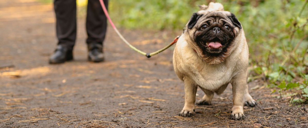 Overgewicht hond - Dierenkliniek Coppelmans