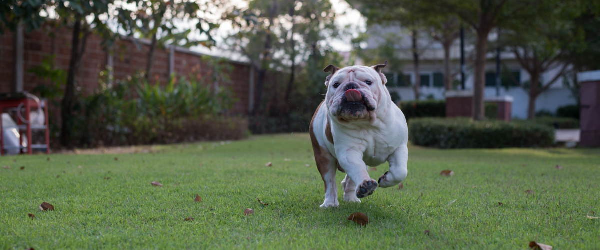 Hond overgewicht - Dierenkliniek Coppelmans