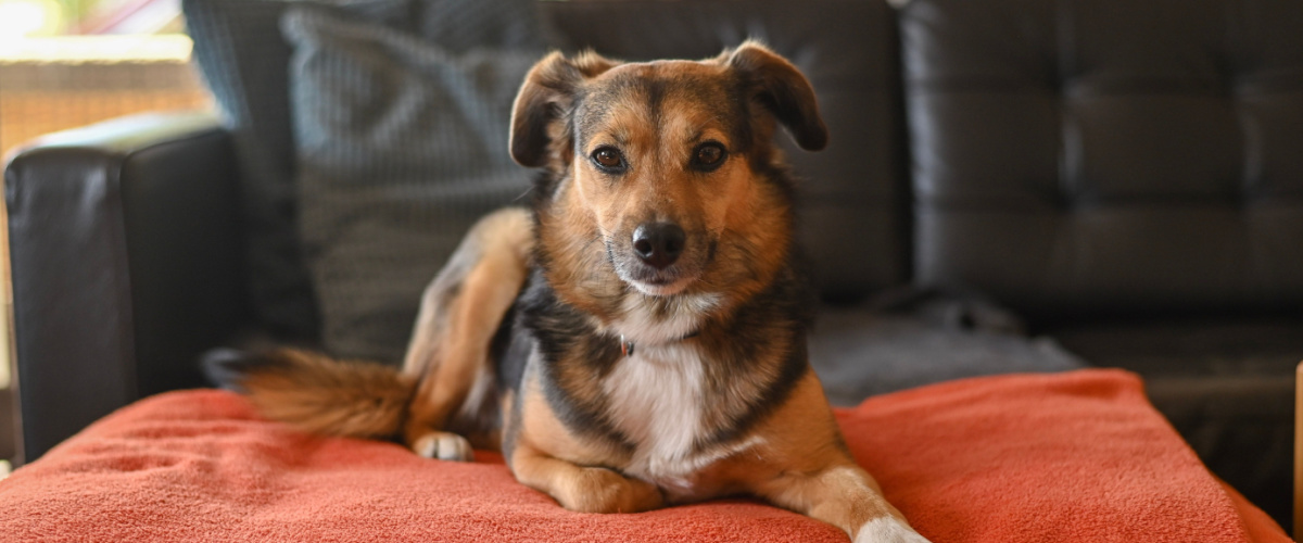 Huisdier ontwormen - Dierenkliniek Coppelmans