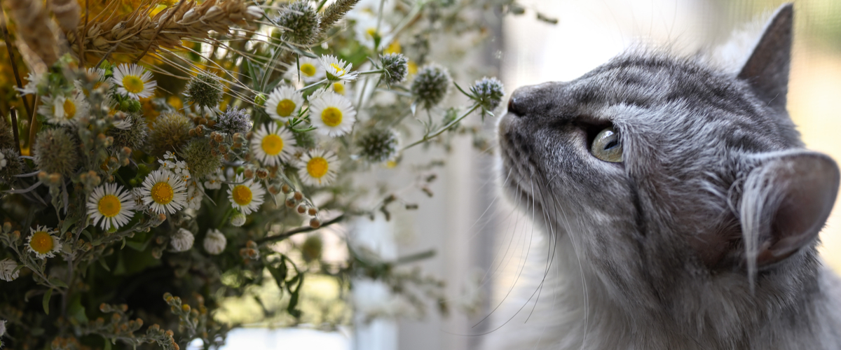 Katvriendelijke kamerplanten - kamille - Dierenkliniek Coppelmans