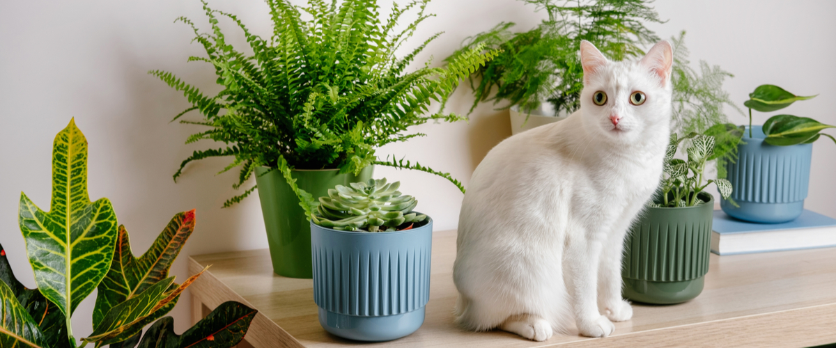 Katvriendelijke kamerplant - varens - Dierenkliniek Coppelmans