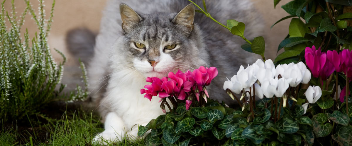 Katvriendelijke tuinplanten - cyclaam - Dierenkliniek Coppelmans