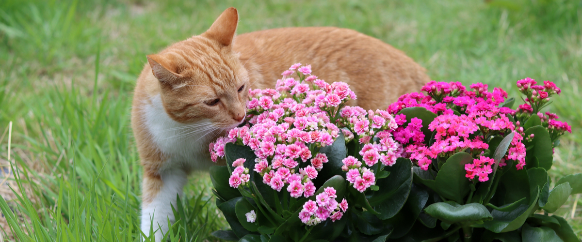 Katvriendelijke tuinplanten - kalanchoe - Dierenkliniek Coppelmans