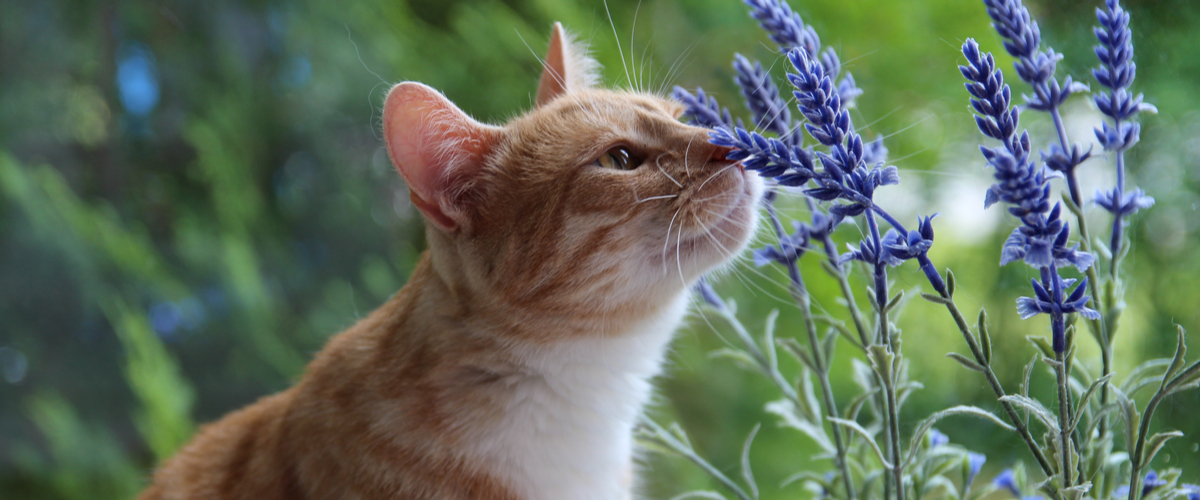 Katvriendelijke tuinplanten - lavendel - Dierenkliniek Coppelmans