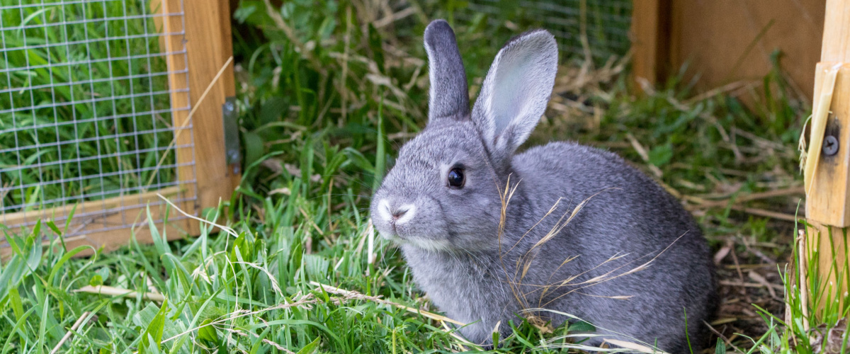 Konijn vaccinatie - Dierenkliniek Coppelmans