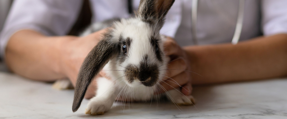 Konijn vaccinatie - Dierenkliniek Coppelmans