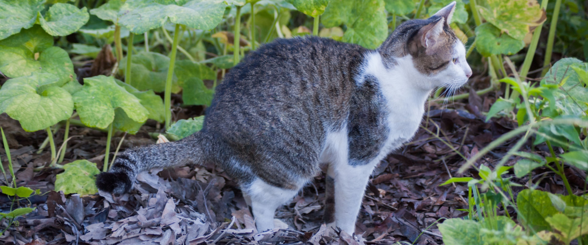 Ontwormen kat - Dierenkliniek Coppelmans