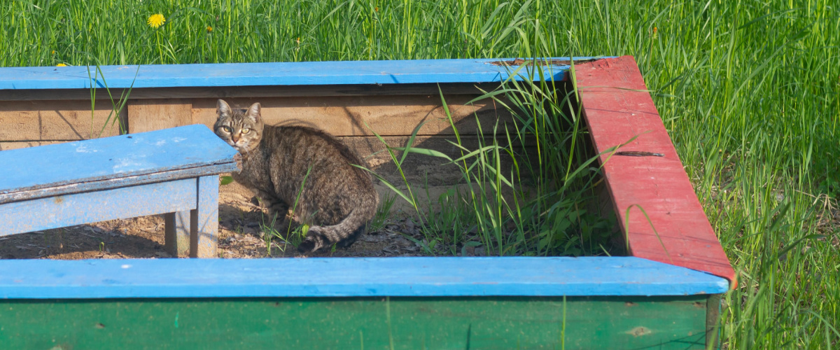 Kat poept in zandbak - ontwormen kat - Dierenkliniek Coppelmans