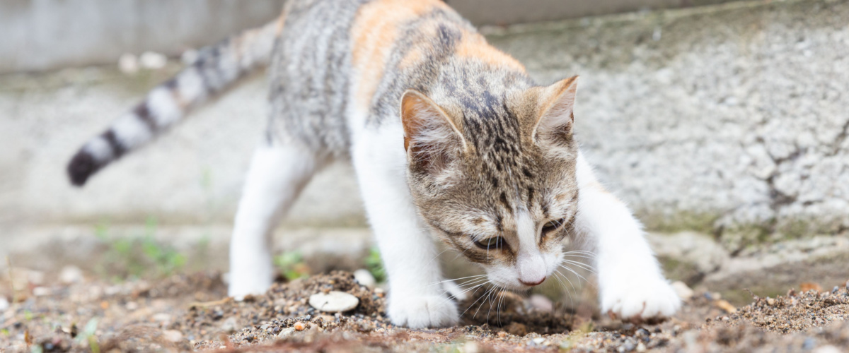 Ontwormen kat - Dierenkliniek Coppelmans