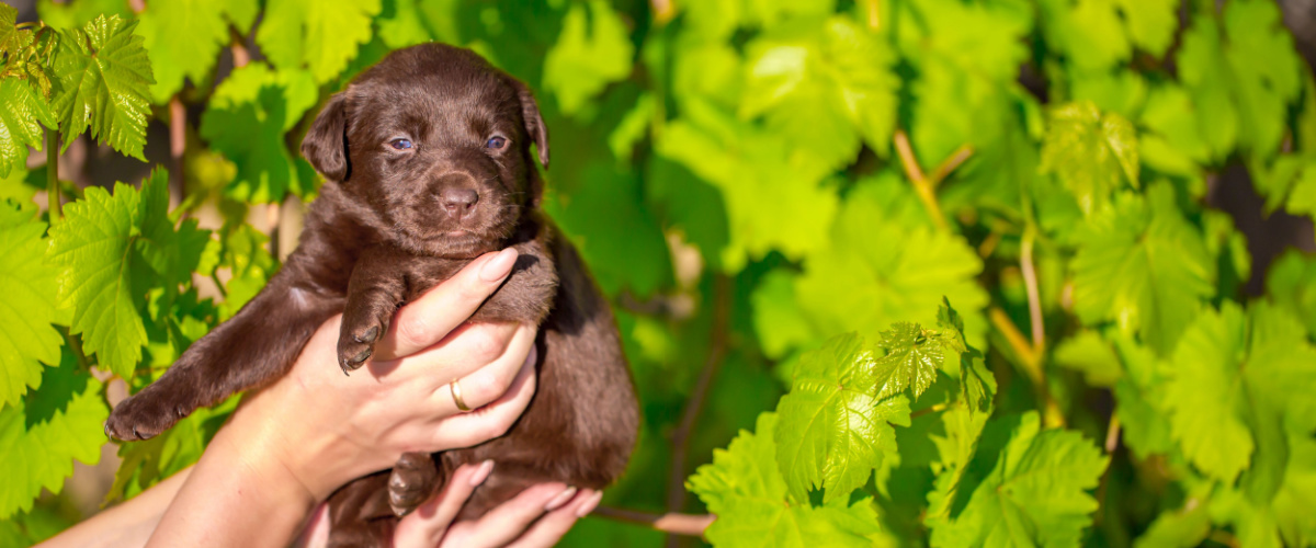 Vaccineren huisdier puppy kitten - Dierenkliniek Coppelmans