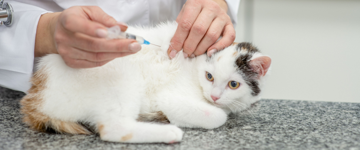 Vaccineren kat - Dierenkliniek Coppelmans