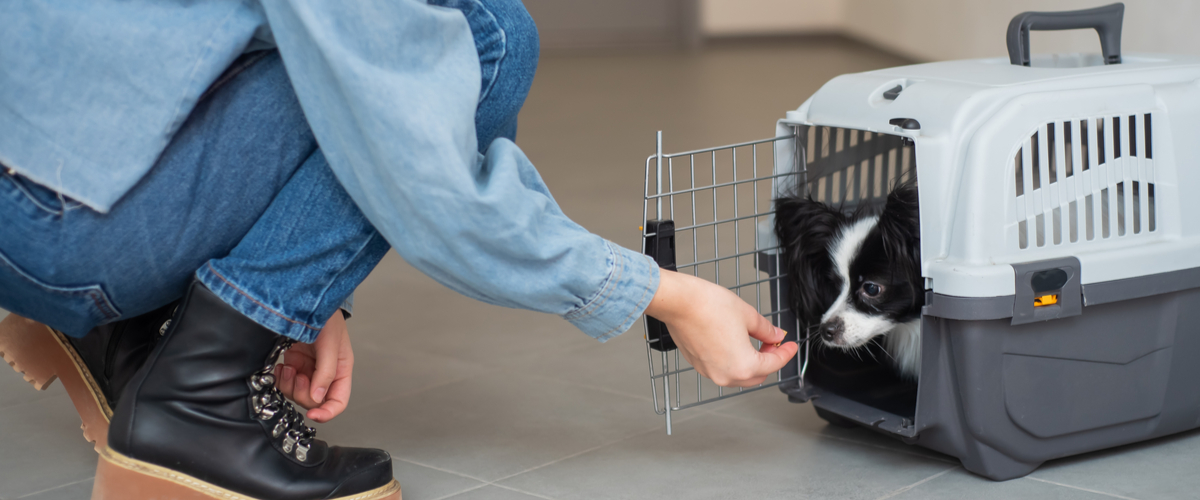 Welke hond past bij mij - Dierenkliniek Coppelmans