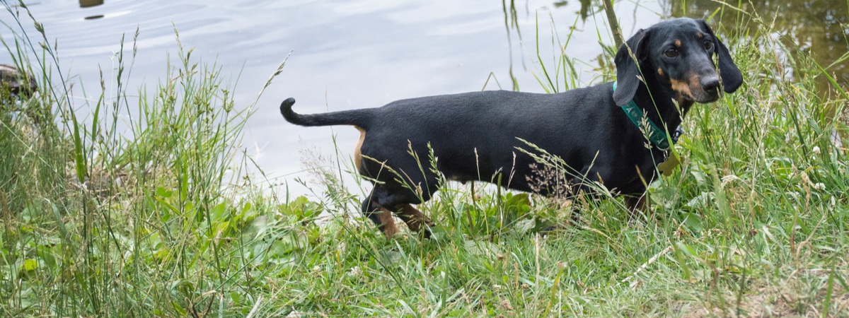 Zwemmen in de zomer - Dierenkliniek Coppelmans