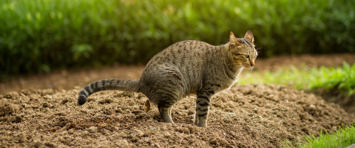 Anaalklierontsteking - Dierenkliniek