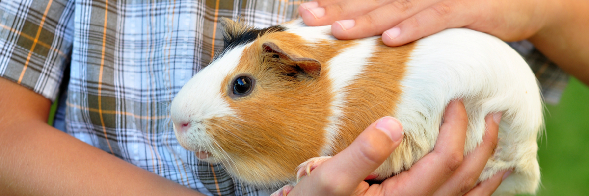 Cavia gezondheidscheck - Dierenkliniek Coppelmans