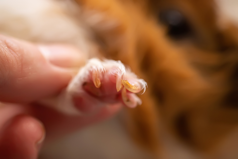 Cavia nagels - Dierenkliniek Coppelmans