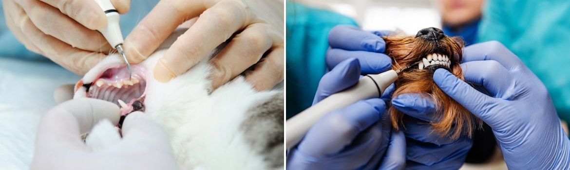 Gebitsbehandeling - Dierenkliniek Coppelmans