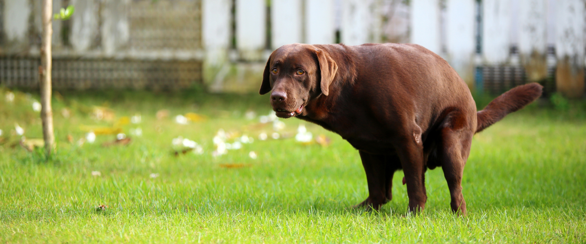 Hond anaalklierproblemen - Dierenkliniek Coppelmans