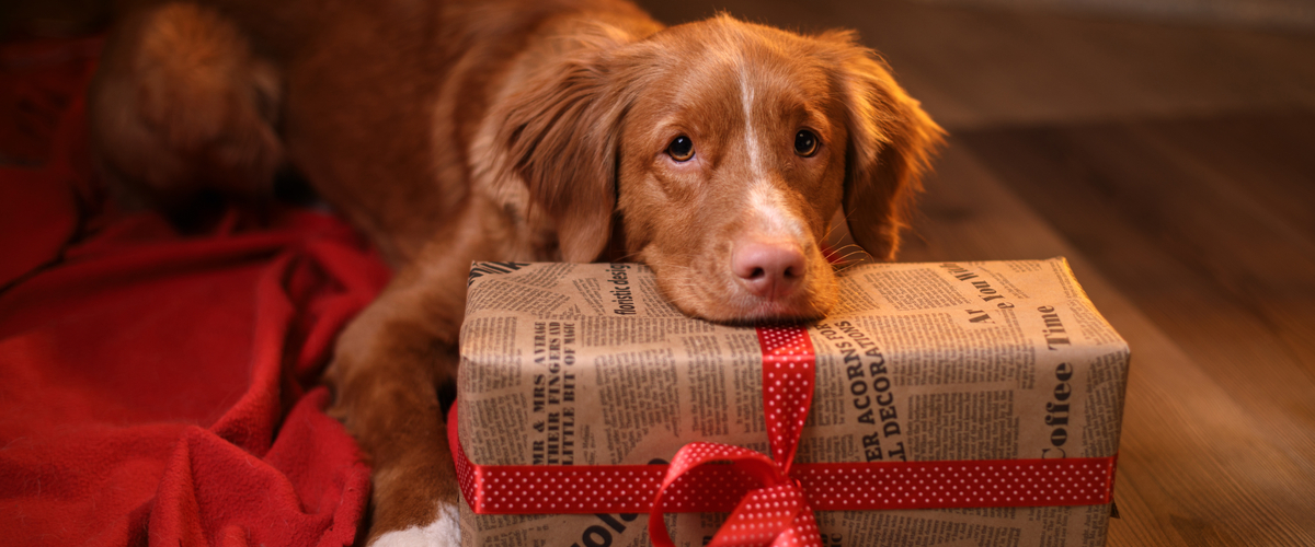 Hond Sinterklaas - Dierenkliniek Coppelmans