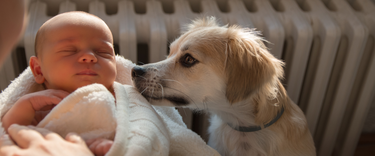 Thriller aanwijzing Sophie Tips voor een goede band hond en baby - Dierenarts Coppelmans Nuenen