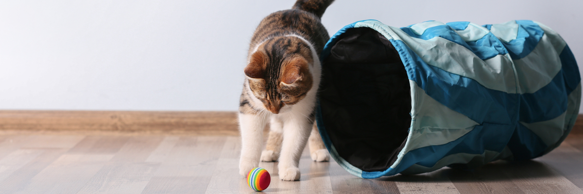 Kattenspeeltje - Dierenkliniek Coppelmans