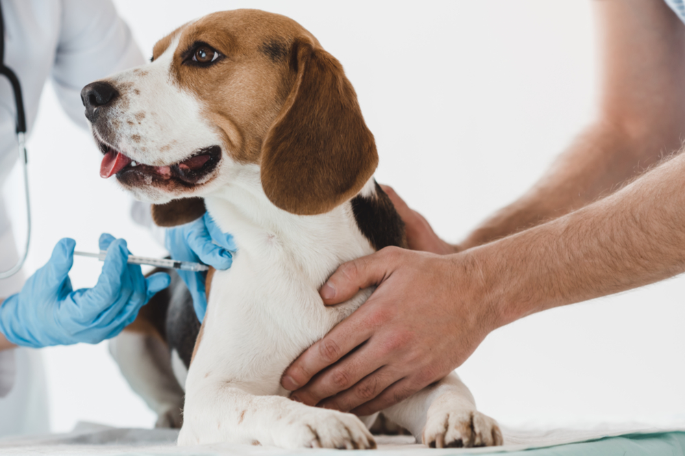 Kosten inenten hond - Dierenkliniek Coppelmans Nuenen