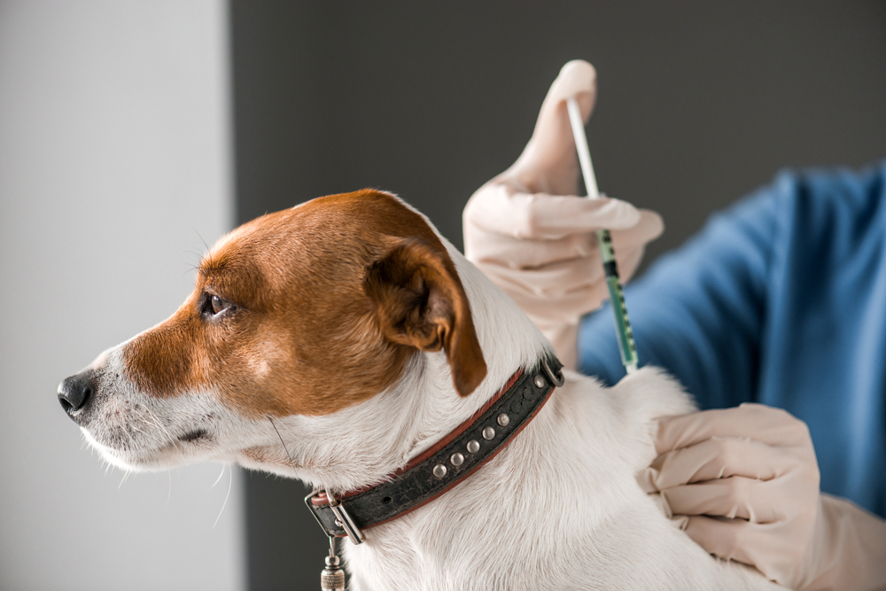 Kosten inenten hond - Dierenkliniek Coppelmans Kosten inenten hond - Dierenkliniek Coppelmans