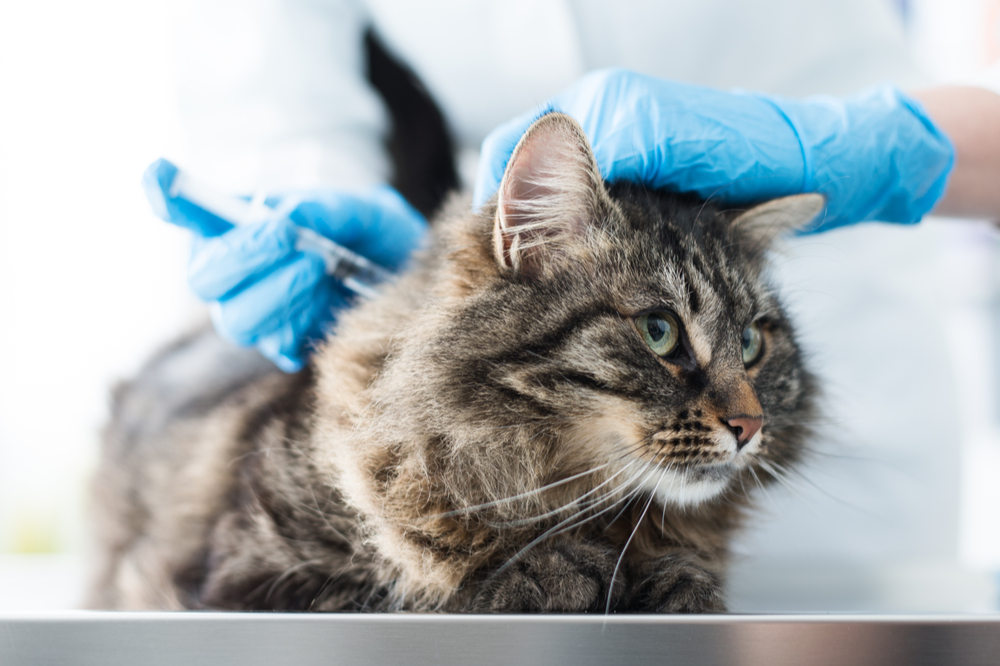 Kosten inenten kat - Dierenkliniek Coppelmans Nuenen