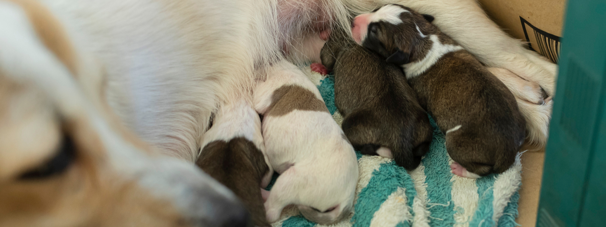 Nestje met pups - Dierenkliniek Coppelmans