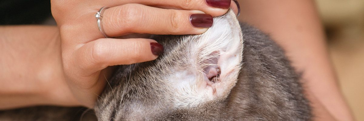 Oormijt bij katten - Coppelmans Nuenen