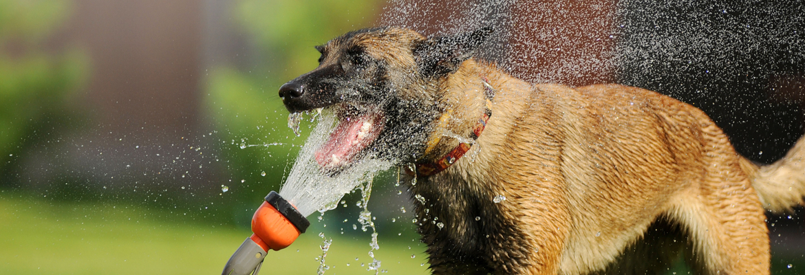 Oververhitting hond - Dierenkliniek Coppelmans