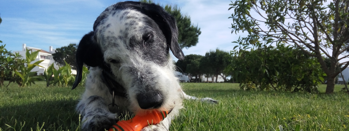 Senior hond - Dierenkliniek Coppelmans