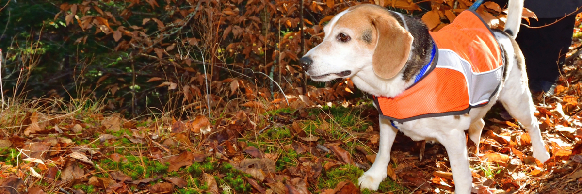 Veiligheidshesje hond - Dierenkliniek Coppelmans