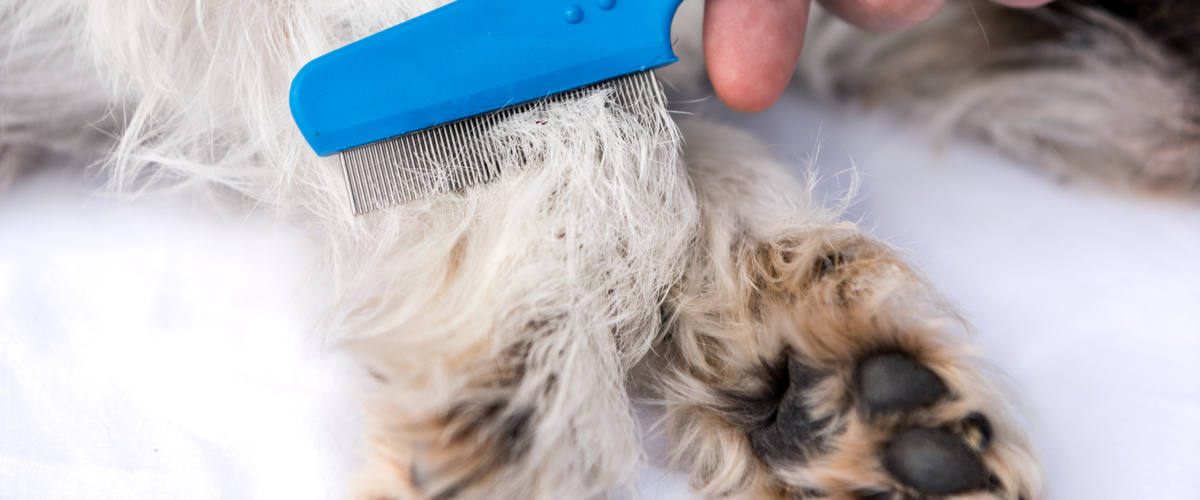 Vlooien bestrijden - Dierenkliniek Coppelmans