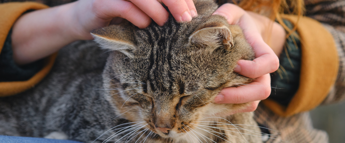 Vlooien huisdier - Dierenkliniek Coppelmans