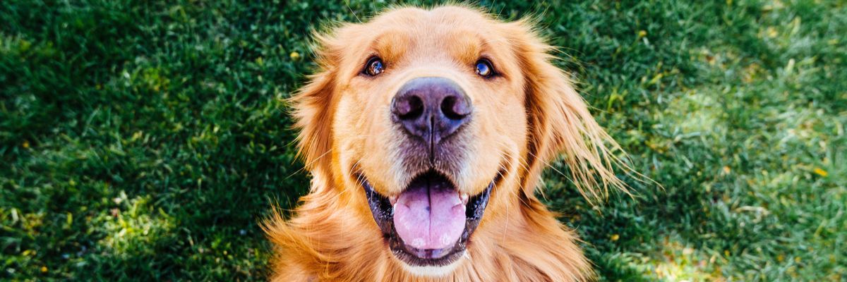 Hoe houd ik mijn hond gezond - Dierenkliniek Coppelmans