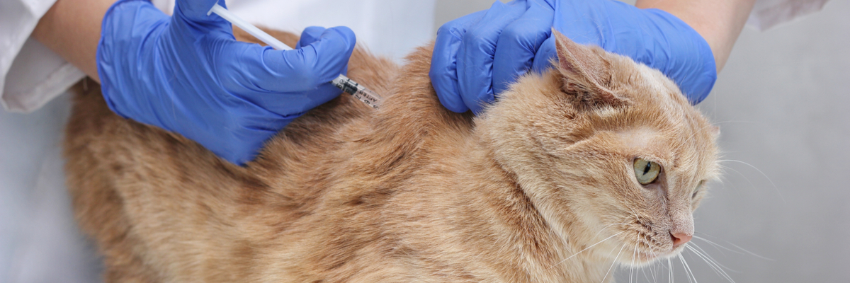 Retoucheren scheepsbouw Los Wat zijn de kosten voor het inenten van uw kat?