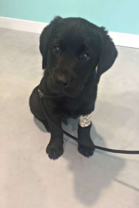 Wat zijn de kosten voor het inenten van uw hond? Wat zijn de kosten voor het inenten van uw hond?