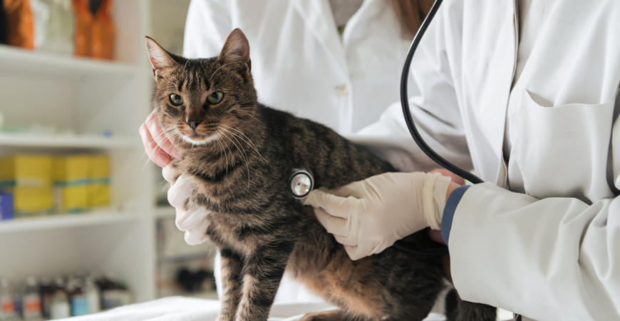Sterilisatie & castratie_Dierenkliniek Coppelmans