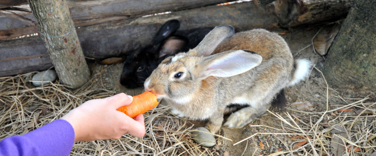 Konijn eet wortel - Dierenkliniek Coppelmans