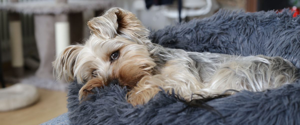 Parvo hond - Dierenkliniek Coppelmans