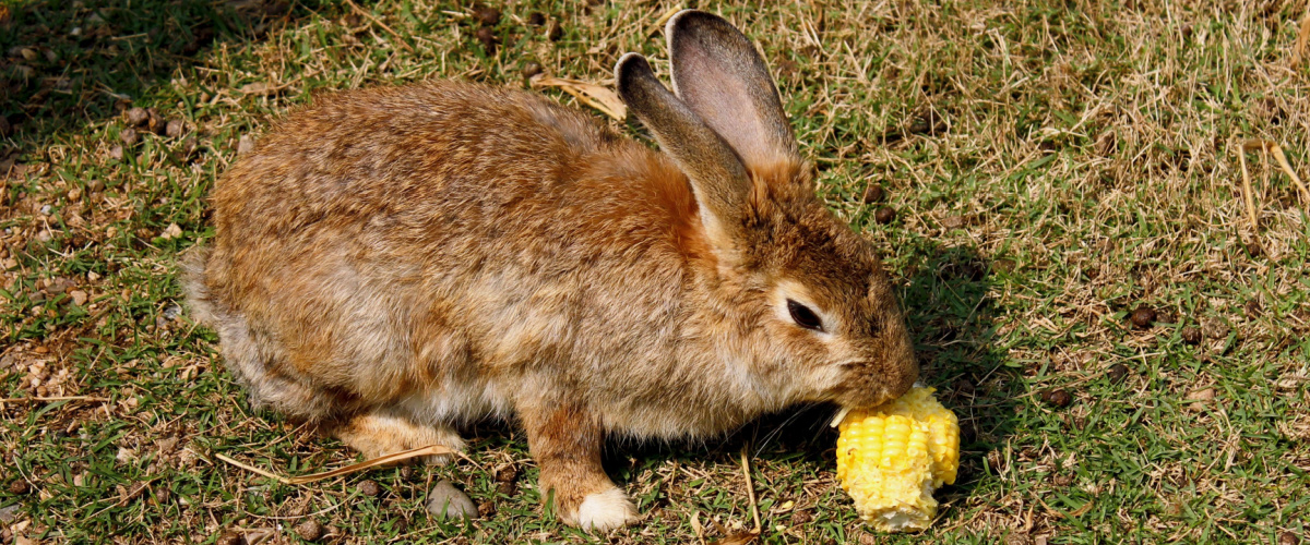 Waarom een konijn geen mais mag eten - Dierenarts Boschhoven