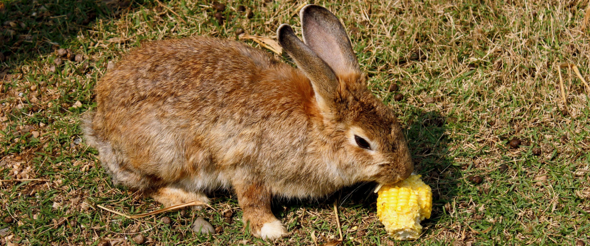 Waarom een konijn geen mais mag eten - Dierenarts Boschhoven